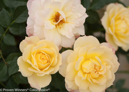 Proven Winners Direct Oso Easy Italian Ice Landscape Rose (Rosa)