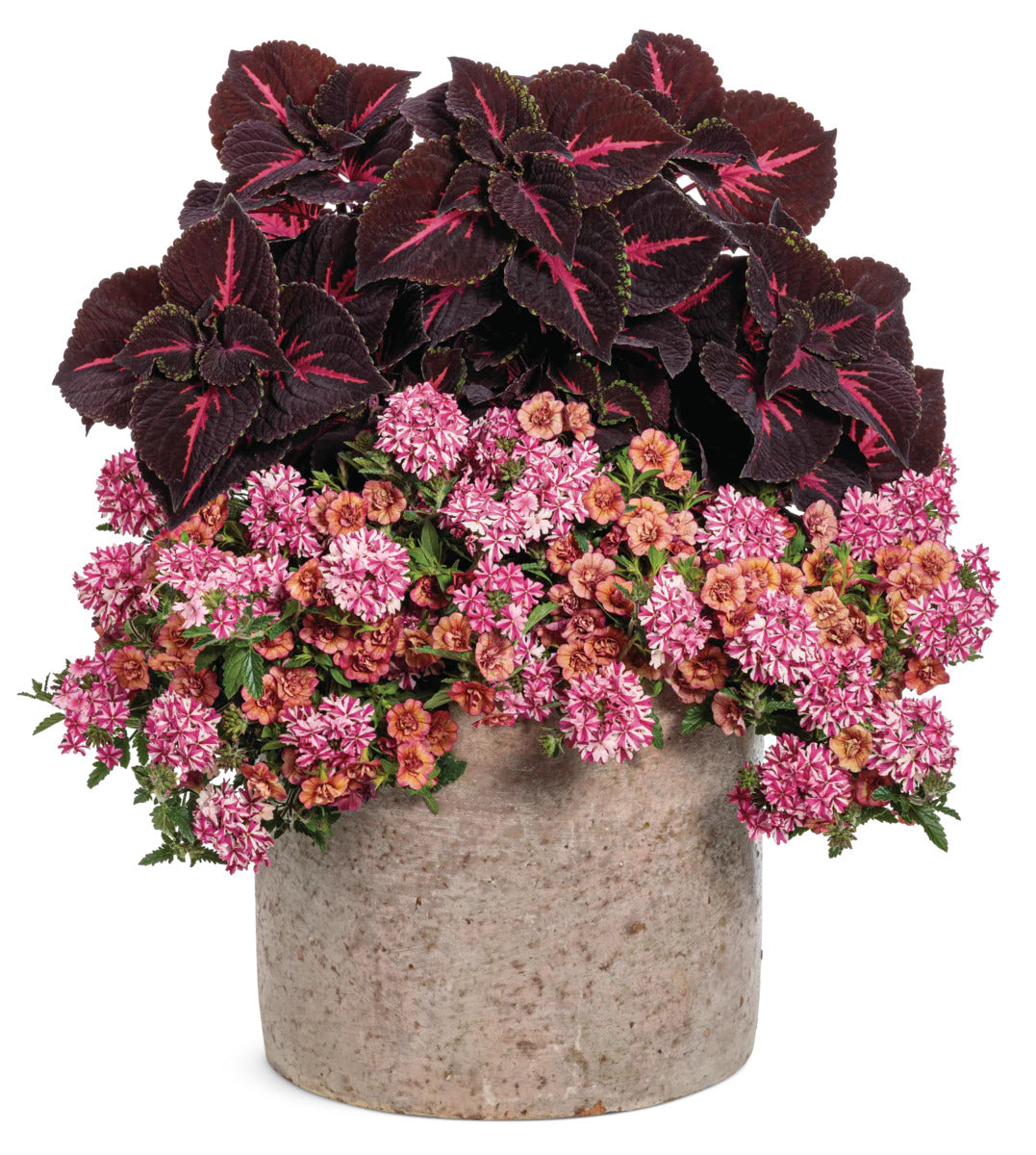 Proven Winners Direct Proven Winners Direct Supertunia Mini Vista Hot Pink (Petunia)