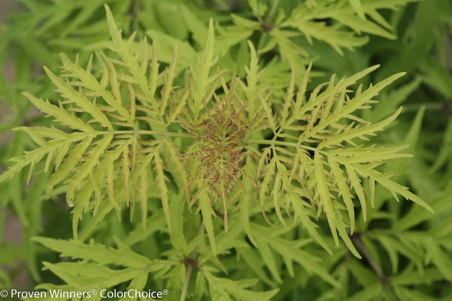 Proven Winners Direct Lemony Lace Elderberry (Sambucus)