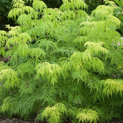 Proven Winners Direct Lemony Lace Elderberry (Sambucus)