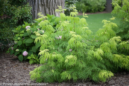 Proven Winners Direct Lemony Lace Elderberry (Sambucus)