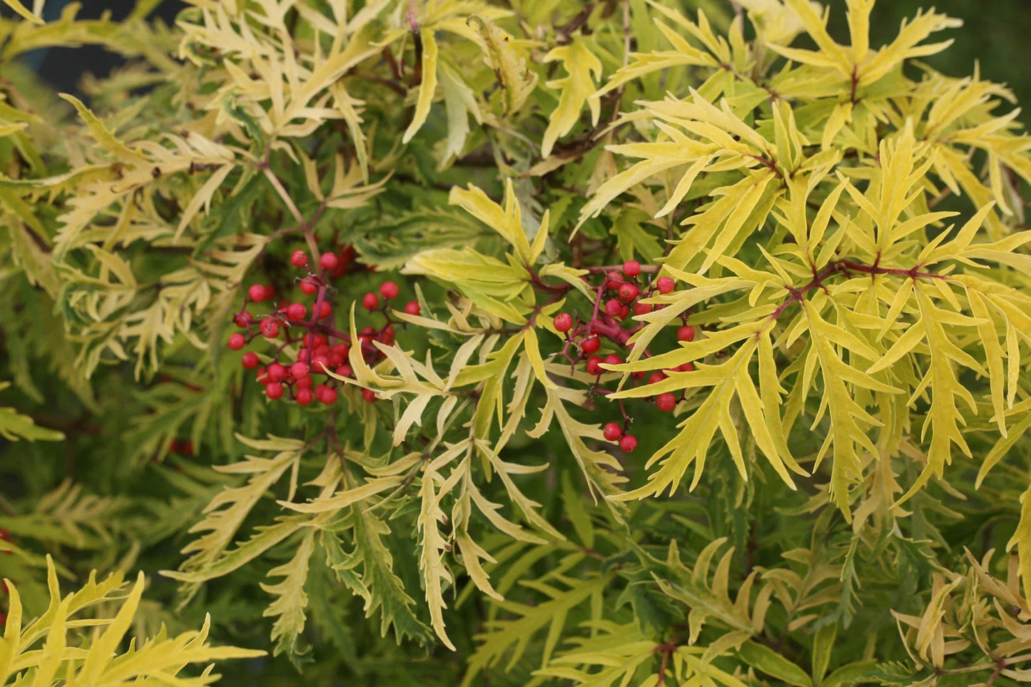 Proven Winners Direct Lemony Lace Elderberry (Sambucus)