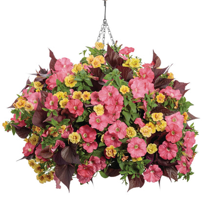 Proven Winners Direct Sweet Caroline Sweetheart Mahogany Sweet Potato Vine (Ipomoea)