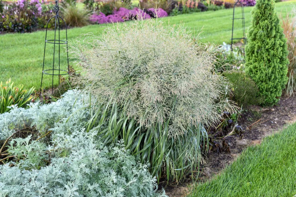 Proven Winners Direct Prairie Winds 'Niagara Falls' Switch Grass (Panicum)