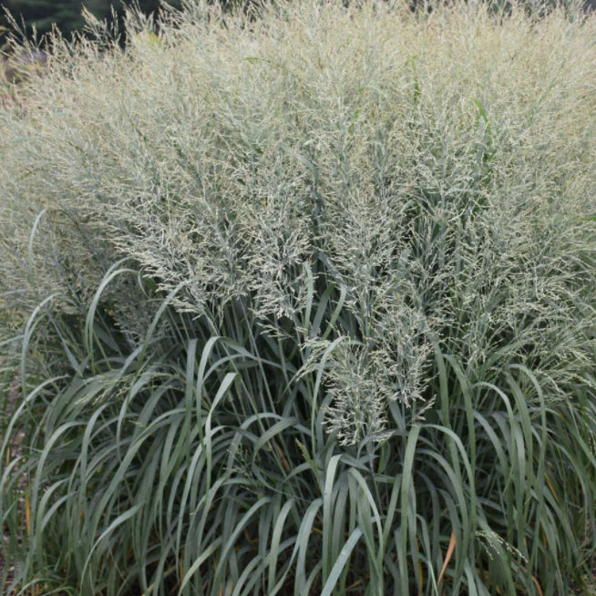 Proven Winners Direct Prairie Winds 'Niagara Falls' Switch Grass (Panicum)