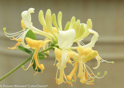 Proven Winners Direct 'Scentsation' Honeysuckle (Lonicera)