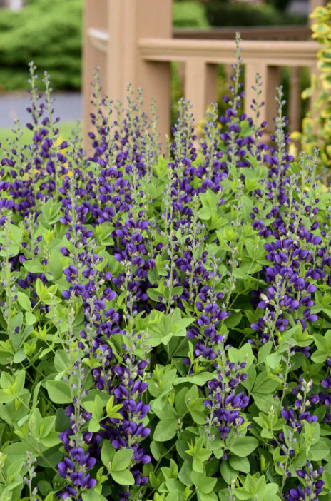 Proven Winners Direct Decadence 'Sparkling Sapphires' False Indigo (Baptisia)