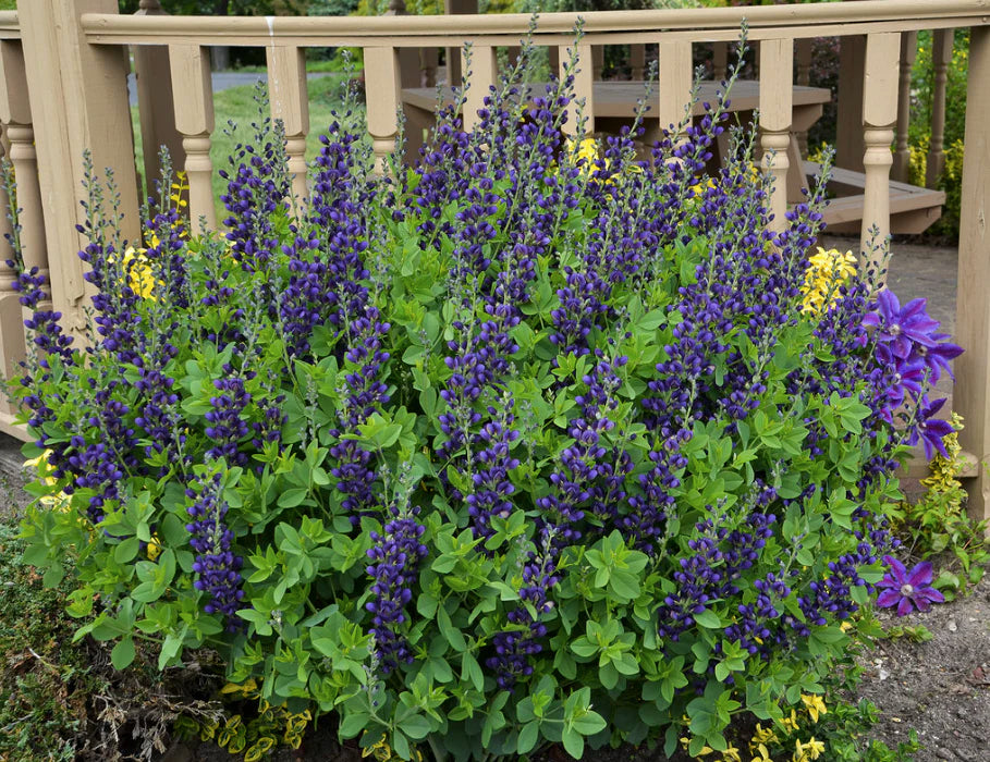 Proven Winners Direct Decadence 'Sparkling Sapphires' False Indigo (Baptisia)