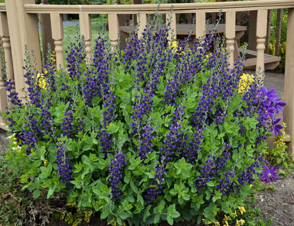 Proven Winners Direct Decadence 'Sparkling Sapphires' False Indigo (Baptisia)