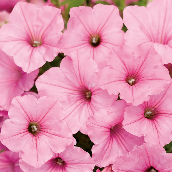 Proven Winners Direct Supertunia Vista Bubblegum (Petunia)