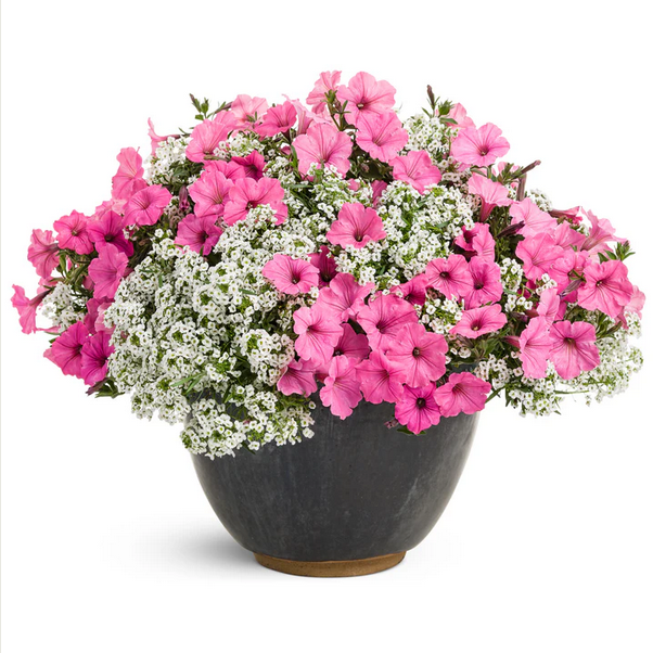 Proven Winners Direct Supertunia Vista Bubblegum (Petunia)