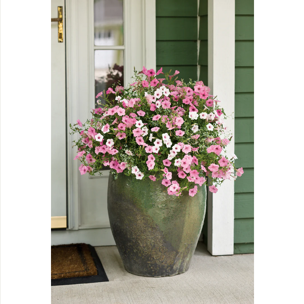 Proven Winners Direct Supertunia Vista Bubblegum (Petunia)