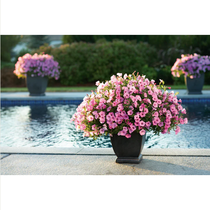 Proven Winners Direct Supertunia Vista Bubblegum (Petunia)