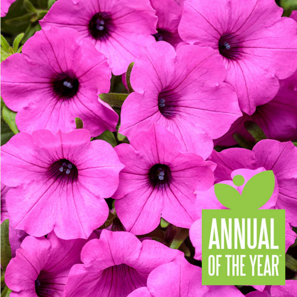 Proven Winners Direct Supertunia Vista Jazzberry (Petunia) - Proven Winners 2024 Annual of the Year