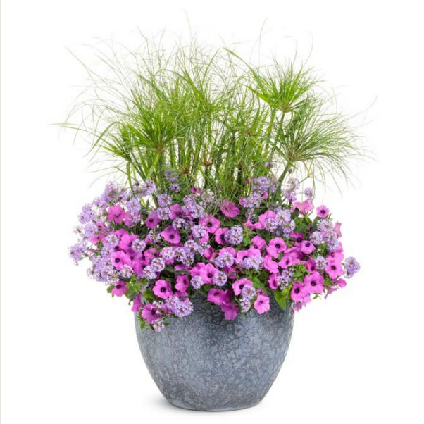 Proven Winners Direct Supertunia Vista Jazzberry (Petunia) - Proven Winners 2024 Annual of the Year