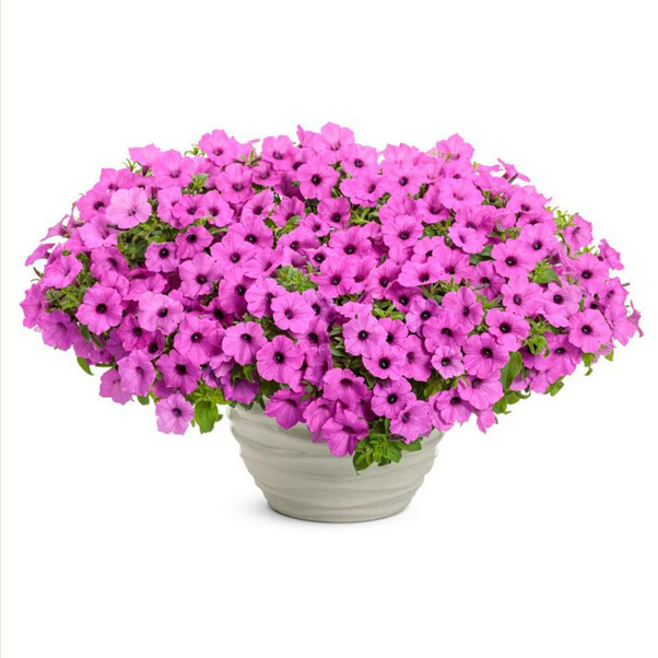 Proven Winners Direct Supertunia Vista Jazzberry (Petunia) - Proven Winners 2024 Annual of the Year