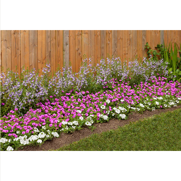 Proven Winners Direct Supertunia Vista Jazzberry (Petunia) - Proven Winners 2024 Annual of the Year