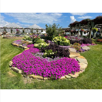 Proven Winners Direct Supertunia Vista Jazzberry (Petunia) - Proven Winners 2024 Annual of the Year