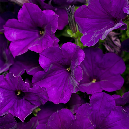 Proven Winners Direct Supertunia Royal Velvet (Petunia)