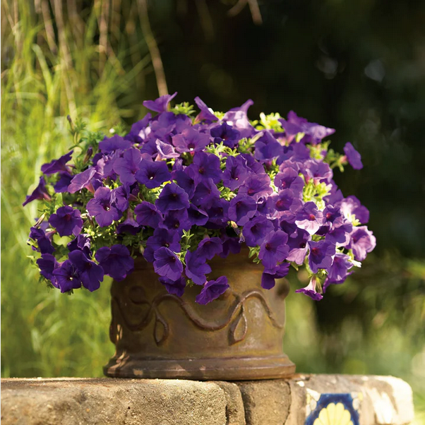 Proven Winners Direct Supertunia Royal Velvet (Petunia)