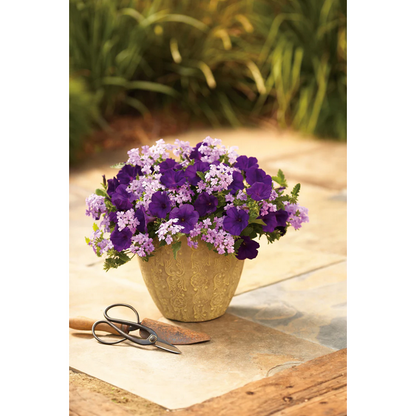 Proven Winners Direct Supertunia Royal Velvet (Petunia)