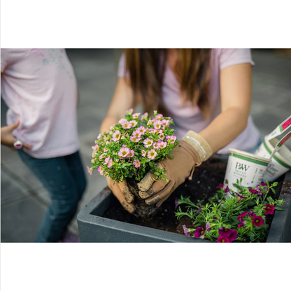 Proven Winners Direct Supertunia Royal Velvet (Petunia)