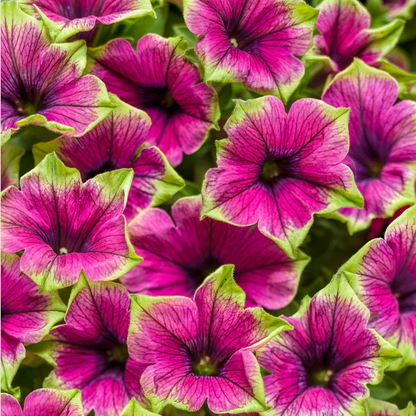 Proven Winners Direct Supertunia Picasso in Purple (Petunia)