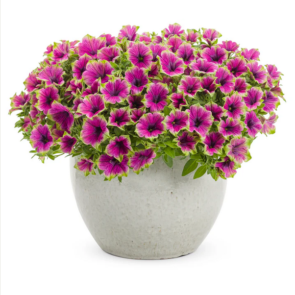 Proven Winners Direct Supertunia Picasso in Purple (Petunia)