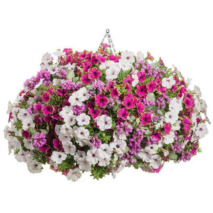 Proven Winners Direct Supertunia Picasso in Purple (Petunia)