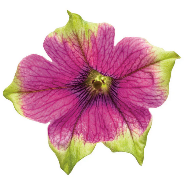 Proven Winners Direct Supertunia Picasso in Purple (Petunia)