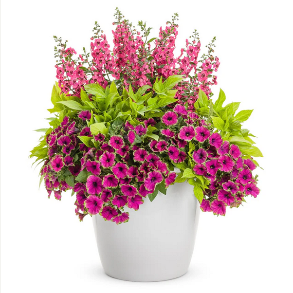 Proven Winners Direct Supertunia Picasso in Purple (Petunia)