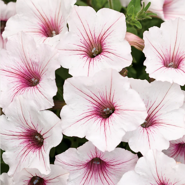 Proven Winners Direct Supertunia Vista Silverberry (Petunia)