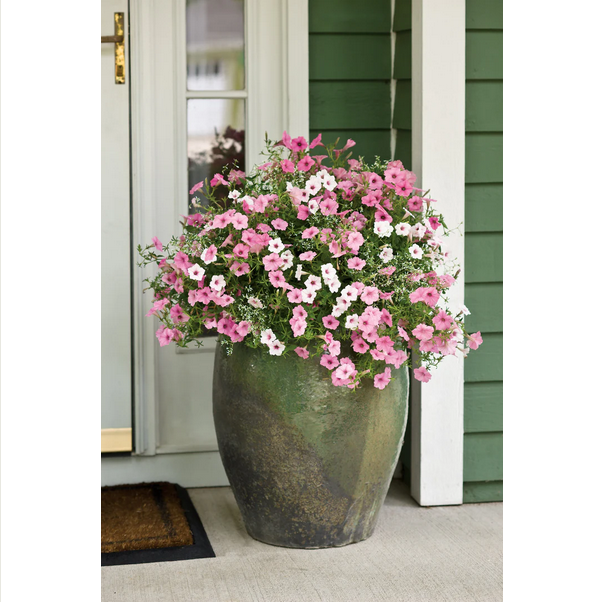 Proven Winners Direct Supertunia Vista Silverberry (Petunia)