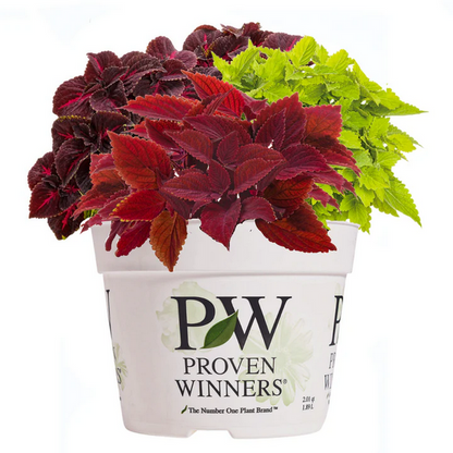 Proven Winners Direct 'Spring Coleus Mix' 6.5 Inch Combination