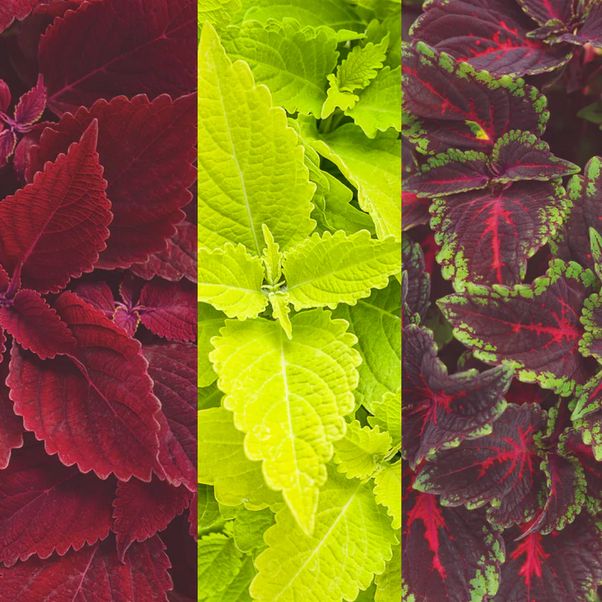 Proven Winners Direct 'Spring Coleus Mix' 6.5 Inch Combination