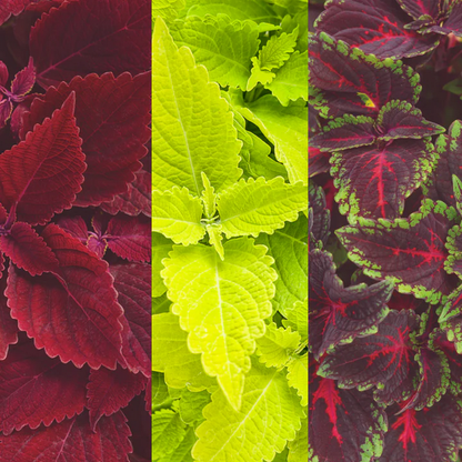 Proven Winners Direct 'Spring Coleus Mix' 6.5 Inch Combination