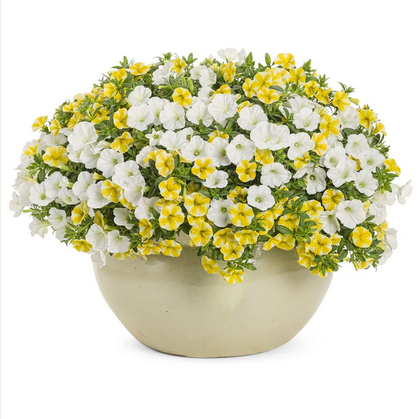 Proven Winners Direct Supertunia Mini Vista White (Petunia)