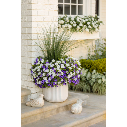 Proven Winners Direct Supertunia Mini Vista White (Petunia)