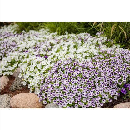 Proven Winners Direct Supertunia Mini Vista White (Petunia)