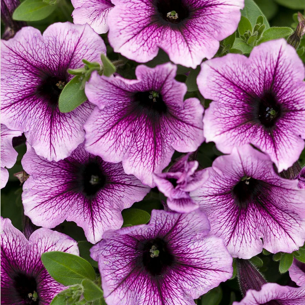 Proven Winners Direct Supertunia Bordeaux (Petunia)