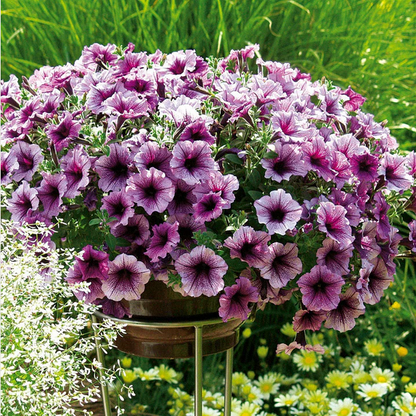 Proven Winners Direct Supertunia Bordeaux (Petunia)