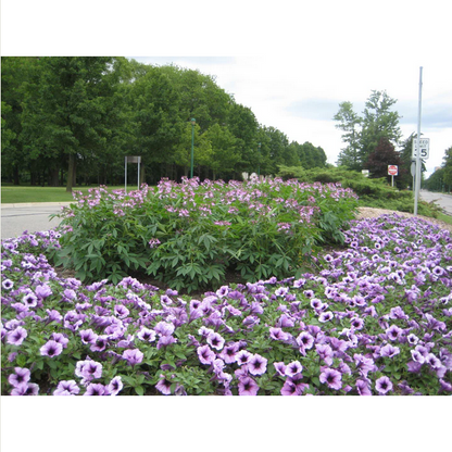 Proven Winners Direct Supertunia Bordeaux (Petunia)