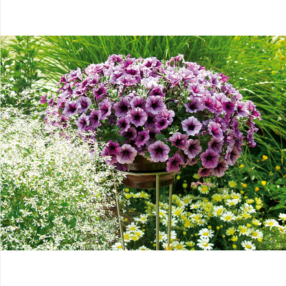 Proven Winners Direct Supertunia Bordeaux (Petunia)