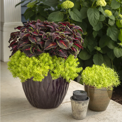 Proven Winners Direct Lemon Coral (Sedum)