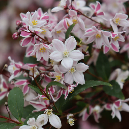 Proven Winners Direct Yuki Kabuki (Deutzia) - New Proven Winners Variety 2025