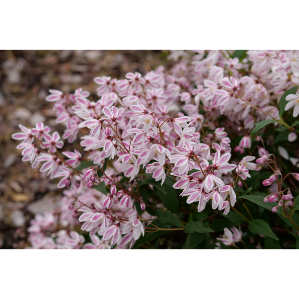 Proven Winners Direct Yuki Kabuki (Deutzia) - New Proven Winners Variety 2025