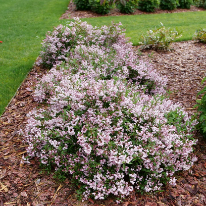 Proven Winners Direct Yuki Kabuki (Deutzia) - New Proven Winners Variety 2025