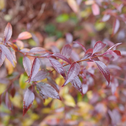 Proven Winners Direct Yuki Kabuki (Deutzia) - New Proven Winners Variety 2025