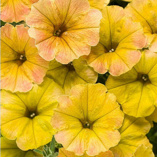 Proven Winners Direct Supertunia Honey (Petunia)