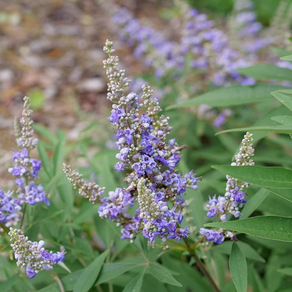 Proven Winners Direct Rock Steady Chastetree (Vitex agnus-castus) - New Proven Winners Variety 2025